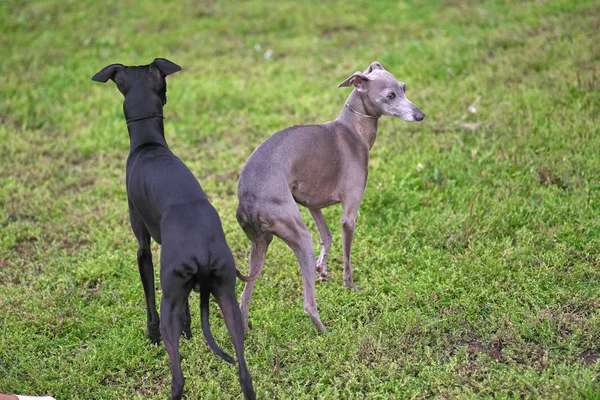Varios perros contra el fondo de la hierba Leverette primer plano — Foto de Stock