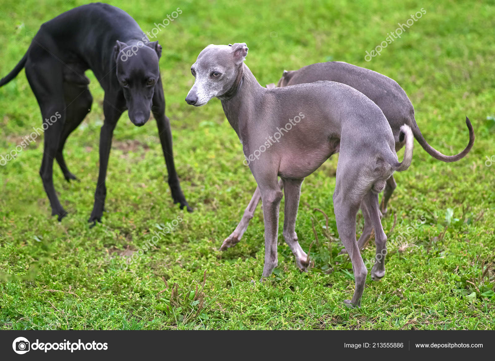 Grand Chien Noir Et Gris Sur Fond Dherbe Clo Photographie