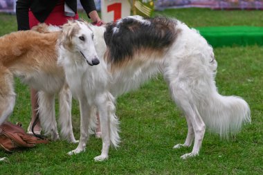 Tazı, ince uzun bacaklar yakın çekim köpeklerle bir cins