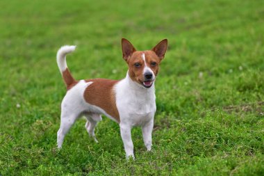 Korkunç küçük köpek yükseltilmiş bir kuyruk ile kameraya benziyor