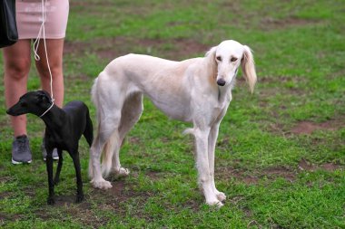 Gazel tazısı Farsça greyhound, av köpeği, yakın çekim orta boy