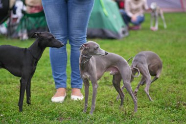 Leverette köpek siyah ve gri sahibi yakın çekim Ayak