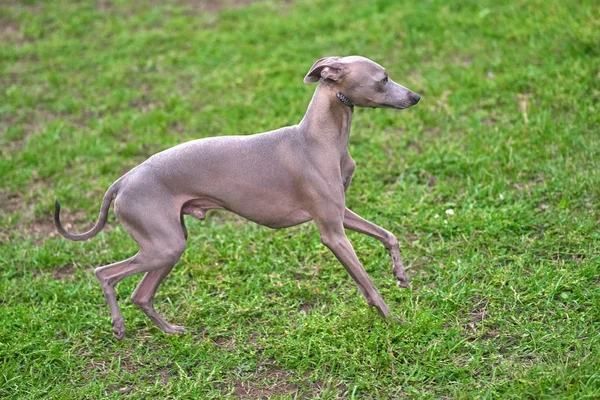 Leva cane primo piano — Foto Stock