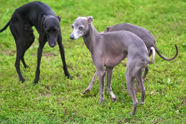 Леверетт собака черно-серая на фоне травы clo — стоковое фото