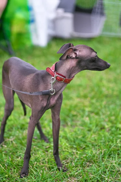 緑の草のクローズ アップの背景にレヴァレット犬 — ストック写真