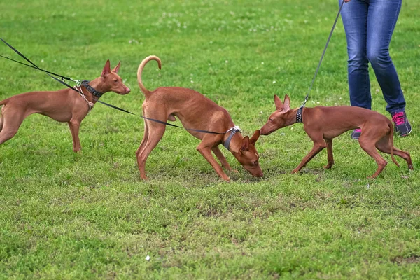 緑の芝生で遊ぶ 3 つのファラオ犬 — ストック写真