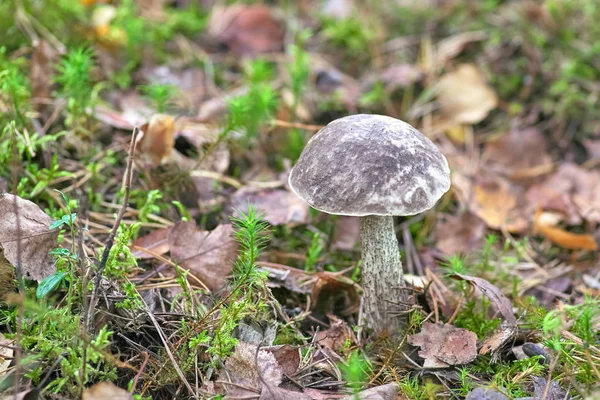 Podberyozovik Tipo Fungos Comestíveis Gênero Lektsinum Obok Eles Diferem Seus — Fotografia de Stock