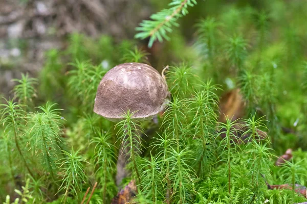 Podberyozovik Tipo Fungos Comestíveis Gênero Lektsinum Obok Eles Diferem Seus — Fotografia de Stock