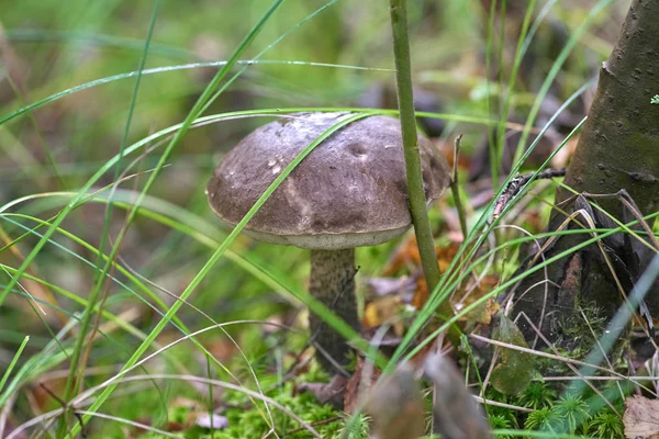 Podberyozovik Tipo Fungos Comestíveis Gênero Lektsinum Obok Eles Diferem Seus — Fotografia de Stock