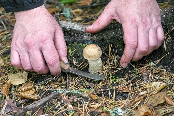 Edible fungus grew in the forest, autumn harvesting, search, hunting. A beautiful hat and a thick leg are hidden in the moss