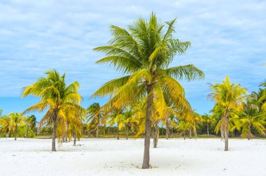 Hindistan cevizi sütü sağlıklı bir besindir, yeşil palmiye, sıcak Güney egzotik ülkelerde yetişir. Yapı malzemesi palmiye dalları