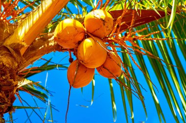 Deponun arkasında özel ahşap kafeslerde hindistancevizi yalan