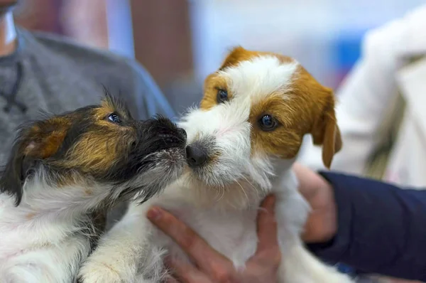 Terrier Pie Estante Espacio Debajo Del Texto Concepto Perros Parodistas — Foto de Stock