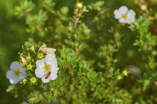 Biene Bestäubt Eine Blume Einem Sonnigen Sommertag — Stockfoto