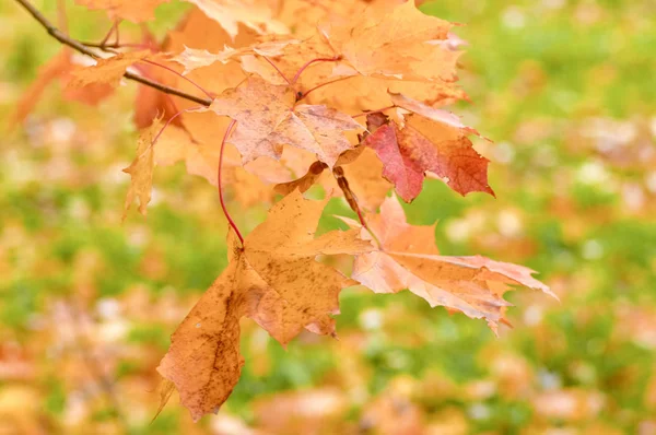 Gelbe Herbstblätter Einem Sonnigen Tag — Stockfoto