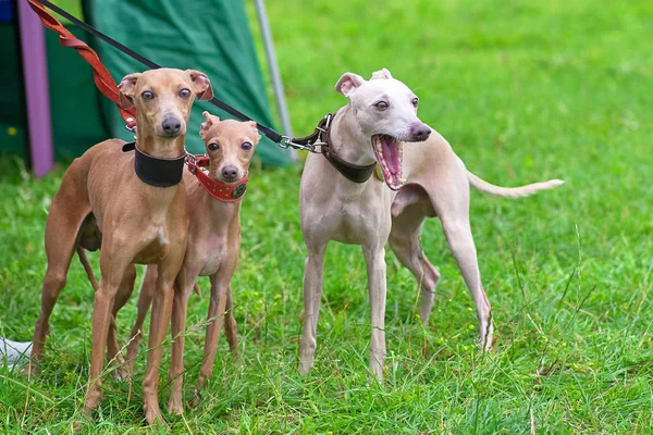 つのカラーリングの犬を見てカメラのクローズ アップ — ストック写真