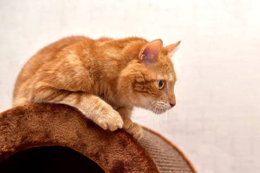 Bir avcı av için arıyorum poz oturan kırmızı kedi