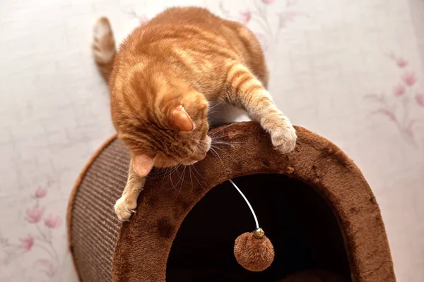 Kırmızı kedi kedi evi çatısında oynarken