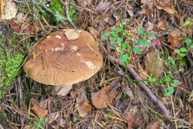 Güzel taze mantar çörek. Yakın çekim. Yararlı vejetaryen ürün