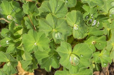 Çiğ veya yağmur, güzel arka plan resmi bir makro ile alınan damla ile yeşil yaprakları