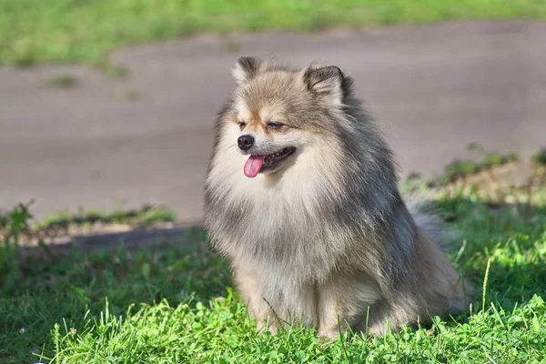 スピッツは装飾的な犬種です シャープな耳によって特徴付けられる犬のスピッツ品種上向きの尾と厚い付着毛 パロディスト犬 犬友達の男 真の友人 救助者 — ストック写真