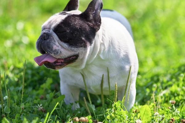Bulldog laughs at the camera close-up against the grass background