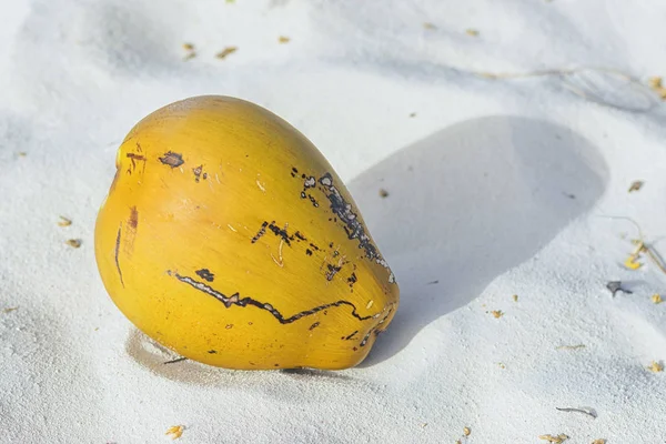 ココナッツから落ちたヤシの木 砂の上にあるクローズ アップ — ストック写真