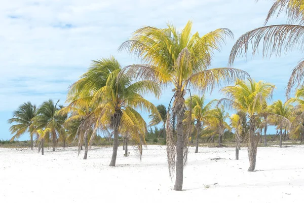 Coconut Palm Står Ljust Mot Bakgrund Molnig Himmel — Stockfoto