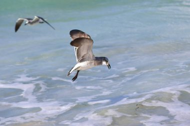 Büyük seabird Albatros av yukarıda köpüklü dalga izler