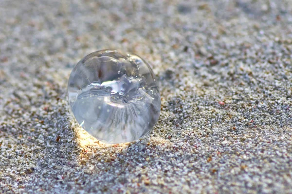 沙滩上的小透明水母被太阳照亮 — 图库照片