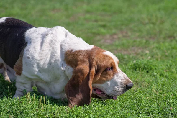 Bloodhound Puppy Perro Con Pelo Corto Patas Cortas Tronco Largo — Foto de Stock