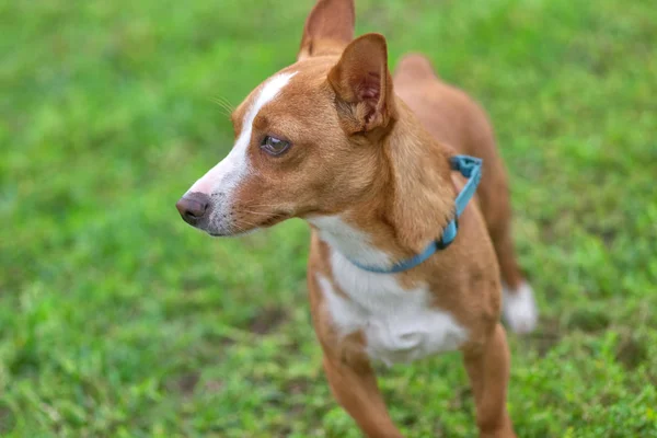 Jack Russell Terrier Juguetón Perro Cerca — Foto de Stock