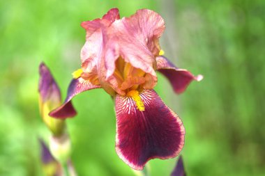 Mor çiçek süsen-Doğa bahar güneşli arka plan. Bokeh ile yumuşak odak