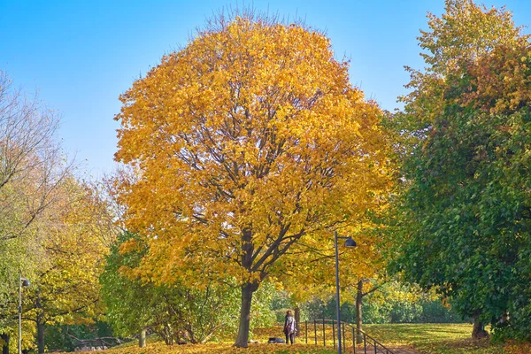 Árvore com folhas amarelas à luz do sol. Um parque, Outono — Fotografia de Stock