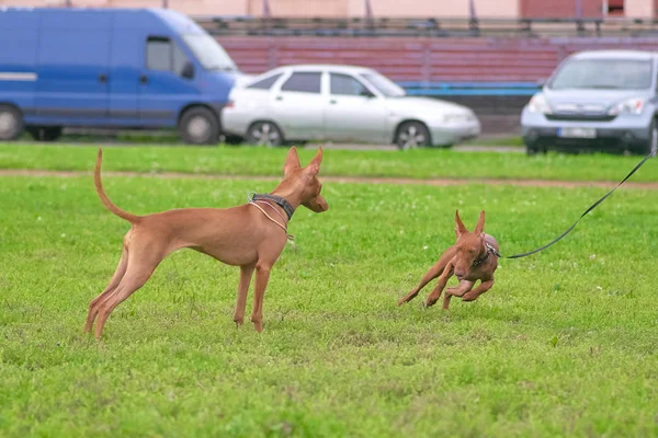Two pharaoh dogs playing against the background of grass