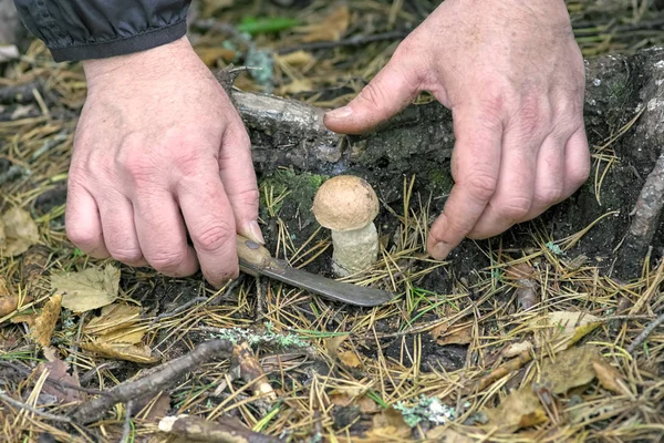 As mãos de um cogumelo escolhem com uma faca cortam um pequeno cogumelo — Fotografia de Stock