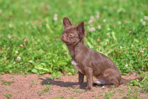 Chow-chow perro pequeño con pelo corto de cerca — Foto de Stock