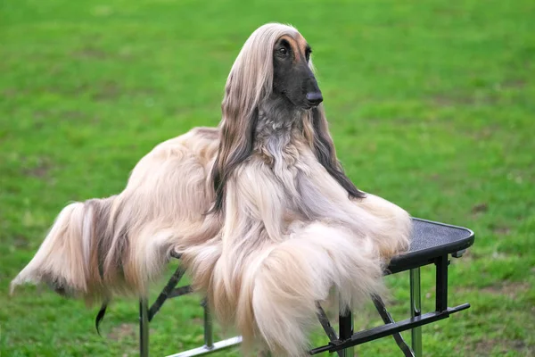 Afghanhund eleganta långhår hund närbild — Stockfoto