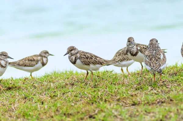 Pájaro de arenisca pectoral sobre la hierba sobre el fondo del agua — Foto de Stock