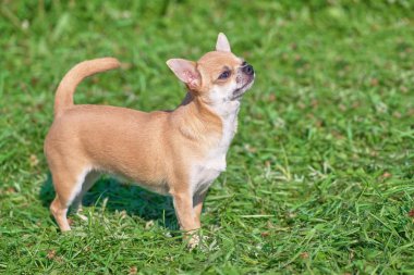 Kısa saç yakın çekim ile uyumak küçük köpek