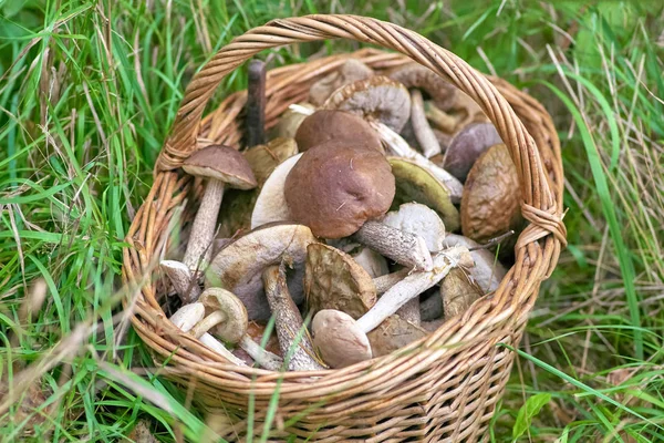 Cesta cheia de cogumelos na grama verde — Fotografia de Stock