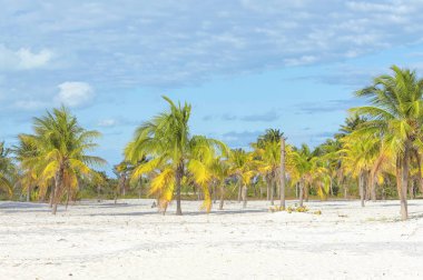 Hindistan cevizi hurma parlak bir clo arka plan karşı çıkmaktadır