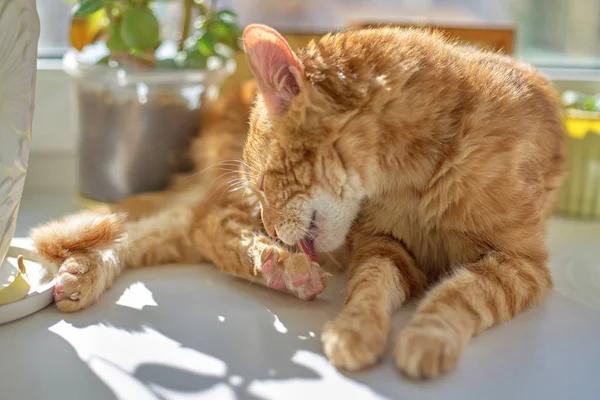 Kırmızı kedi beyaz bir pencere eşik üzerinde yatan ve arka bacak yalama, c — Stok fotoğraf