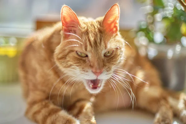 Gato vermelho olha para a câmera, abrindo a boca, fácil defocus — Fotografia de Stock