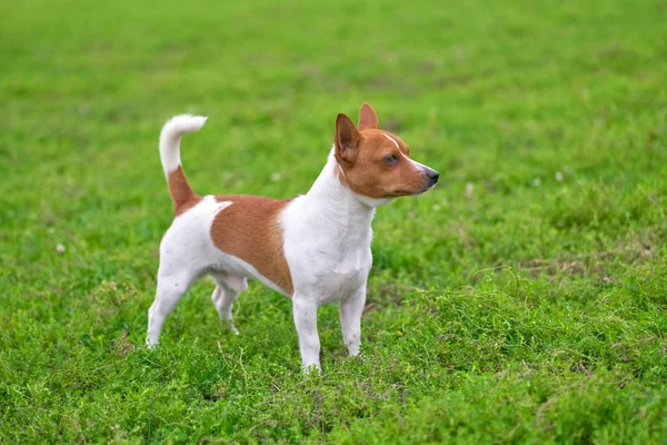 Terrier petit chien avec une queue levée sur un fond de gre — Photo