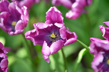 Yeşil bir arka plan üzerinde güneşli bir günde Leylak. Yukarıdan görüntüleyin. Tul