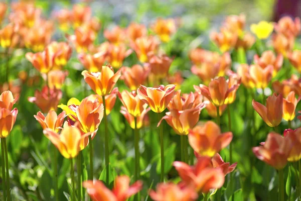 Tulipas vermelho-amarelas em um dia ensolarado em um fundo verde. Tulipa cu — Fotografia de Stock