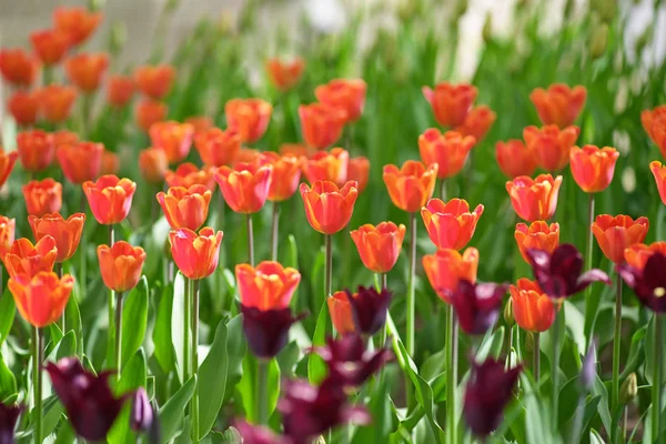 Many red tulips grow in the sun. Concept Spring — Stock Photo, Image