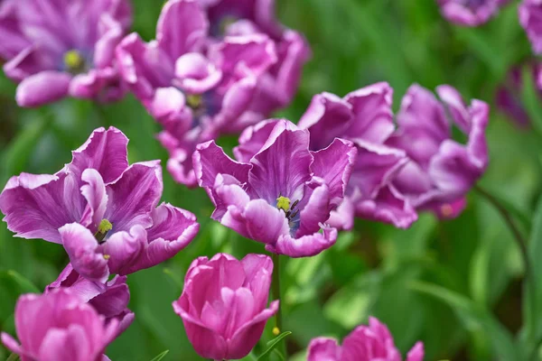 Lila tulpen op een zonnige dag op een groene achtergrond. Tulpen variëteit — Stockfoto