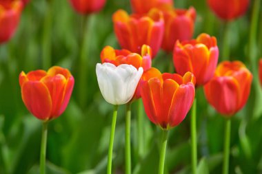 Güneşli bir günde beyaz lale kırmızı lalelerin arka planında.